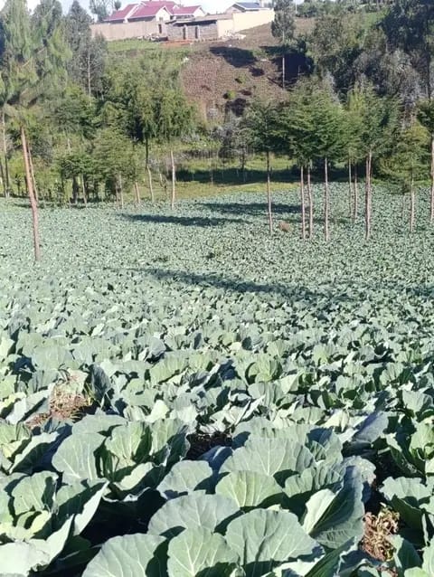 5 ACRES LAND FOR SALE – GITHABAI (FREEHOLD TITLE DEED)